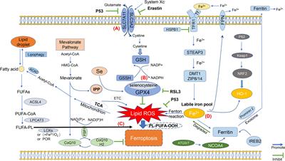 Molecular Mechanisms of Ferroptosis and Its Roles in Hematologic Malignancies